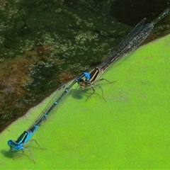 Austroagrion watsoni at Gibberagee, NSW - 20 Dec 2016 by AaronClausen