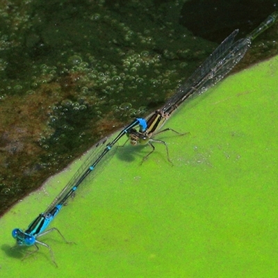 Austroagrion watsoni (Eastern Billabongfly) at Gibberagee, NSW - 21 Dec 2016 by Bungybird