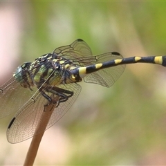 Ictinogomphus australis (Australian Tiger) at Gibberagee, NSW - 21 Dec 2016 by Bungybird