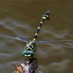 Ictinogomphus australis at Gibberagee, NSW - 20 Dec 2016 by AaronClausen