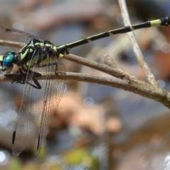 Austroepigomphus praeruptus (Twin-spot Hunter) at Gibberagee, NSW by Bungybird