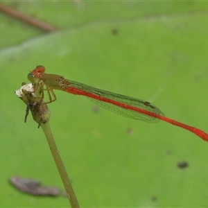 Ceriagrion aeruginosum at Gibberagee, NSW - 21 Dec 2016 02:16 AM