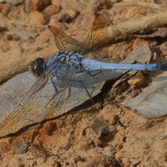 Orthetrum caledonicum at Gibberagee, NSW - 24 Dec 2016 by AaronClausen