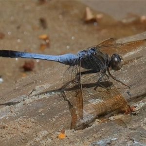 Orthetrum caledonicum at Bungawalbin, NSW - 25 Dec 2016 01:59 AM