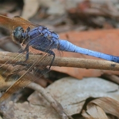 Orthetrum caledonicum at Gibberagee, NSW - 24 Dec 2016 by AaronClausen