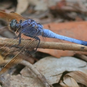 Orthetrum caledonicum at Gibberagee, NSW - 24 Dec 2016 11:36 PM