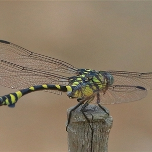 Ictinogomphus australis at Gibberagee, NSW - 25 Dec 2016