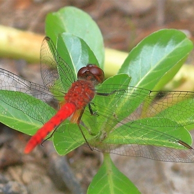 Nannodiplax rubra (Pygmy Percher) at Gibberagee, NSW - 25 Dec 2016 by Bungybird