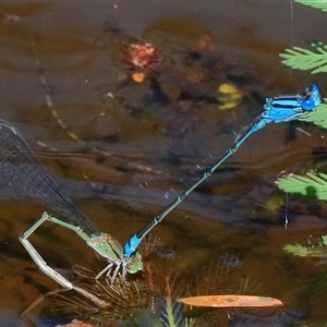 Pseudagrion microcephalum at Bungawalbin, NSW - 25 Dec 2016