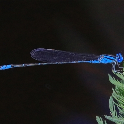 Pseudagrion microcephalum (Blue Riverdamsel) at Bungawalbin, NSW - 25 Dec 2016 by Bungybird