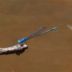 Pseudagrion microcephalum (Blue Riverdamsel) at Bungawalbin, NSW - 25 Dec 2016 by Bungybird