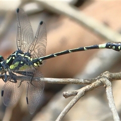 Austroepigomphus praeruptus (Twin-spot Hunter) at Gibberagee, NSW by Bungybird