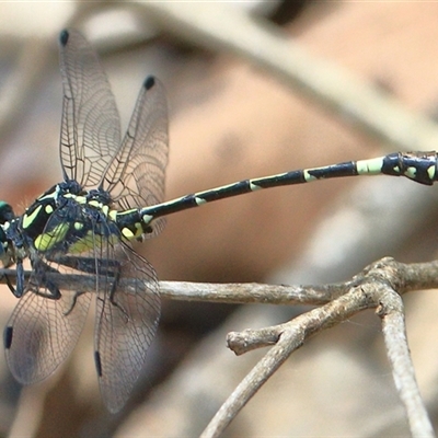 Austroepigomphus praeruptus (Twin-spot Hunter) at Gibberagee, NSW by Bungybird