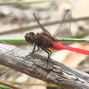 Orthetrum villosovittatum at Gibberagee, NSW - 25 Dec 2016