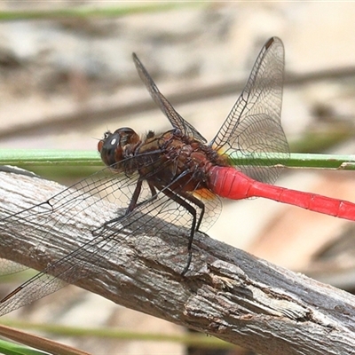 Orthetrum villosovittatum at Gibberagee, NSW - 24 Dec 2016 by AaronClausen