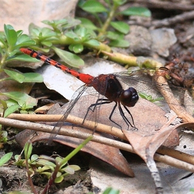 Diplacodes melanopsis (Black-faced Percher) at Gibberagee, NSW - 25 Dec 2016 by Bungybird