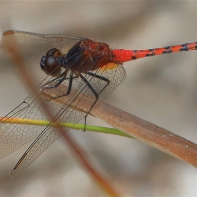 Diplacodes melanopsis (Black-faced Percher) at Gibberagee, NSW - 24 Dec 2016 by Bungybird