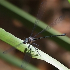 Austroargiolestes icteromelas at Bungawalbin, NSW - 24 Dec 2016 by AaronClausen