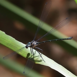 Austroargiolestes icteromelas at Bungawalbin, NSW - 25 Dec 2016 01:01 AM