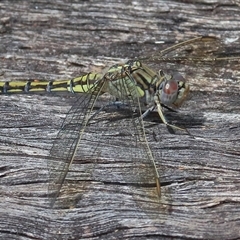 Orthetrum caledonicum at Gibberagee, NSW - 26 Dec 2016 by AaronClausen