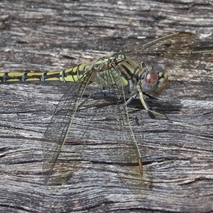 Orthetrum caledonicum at Gibberagee, NSW - 26 Dec 2016