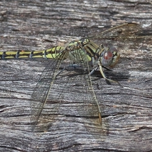 Orthetrum caledonicum at Gibberagee, NSW - 26 Dec 2016 10:01 PM