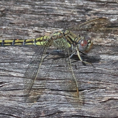 Orthetrum caledonicum (Blue Skimmer) at Gibberagee, NSW - 26 Dec 2016 by Bungybird