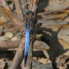 Orthetrum caledonicum at Gibberagee, NSW - 26 Dec 2016 by AaronClausen