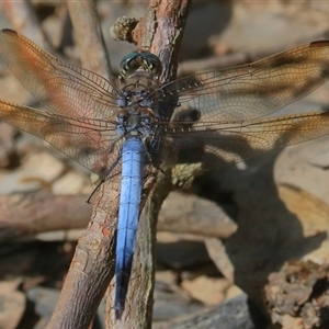 Orthetrum caledonicum at Gibberagee, NSW - 26 Dec 2016