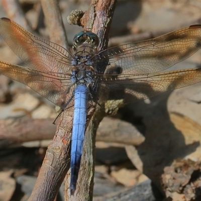 Orthetrum caledonicum at Gibberagee, NSW - 26 Dec 2016 by AaronClausen