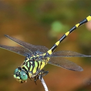 Ictinogomphus australis at Gibberagee, NSW - 26 Dec 2016 09:18 PM