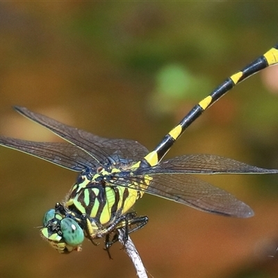 Ictinogomphus australis (Australian Tiger) at Gibberagee, NSW - 26 Dec 2016 by Bungybird