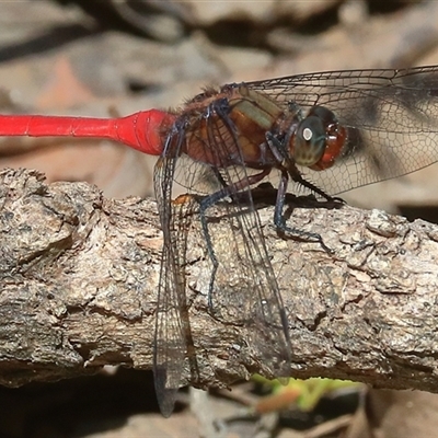 Orthetrum villosovittatum at Gibberagee, NSW - 26 Dec 2016 by AaronClausen