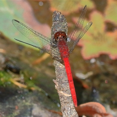 Nannodiplax rubra (Pygmy Percher) at Gibberagee, NSW - 26 Dec 2016 by Bungybird