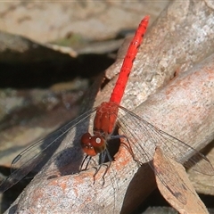 Nannodiplax rubra at Gibberagee, NSW - 26 Dec 2016 by AaronClausen