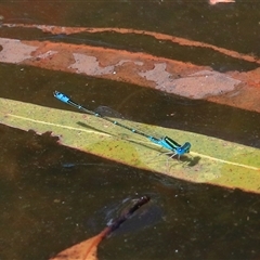 Austroagrion watsoni (Eastern Billabongfly) at Gibberagee, NSW - 26 Dec 2016 by Bungybird