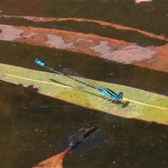 Austroagrion watsoni at Gibberagee, NSW - 26 Dec 2016 by AaronClausen