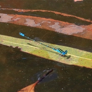 Austroagrion watsoni at Gibberagee, NSW - 26 Dec 2016 09:47 PM