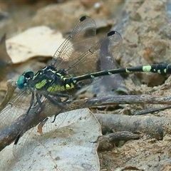 Austroepigomphus praeruptus (Twin-spot Hunter) at Gibberagee, NSW by Bungybird