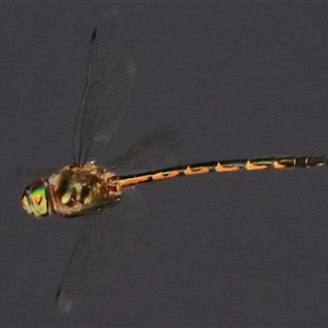 Hemicordulia australiae at Gibberagee, NSW - 29 Dec 2016 04:13 AM