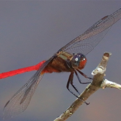 Orthetrum villosovittatum (Fiery Skimmer) at Gibberagee, NSW - 30 Dec 2016 by Bungybird