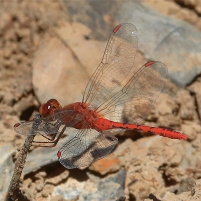 Diplacodes bipunctata (Wandering Percher) at Gibberagee, NSW - 30 Dec 2016 by Bungybird