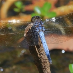 Orthetrum caledonicum at Gibberagee, NSW - 30 Dec 2016 by AaronClausen