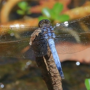 Orthetrum caledonicum at Gibberagee, NSW - 30 Dec 2016 10:11 PM