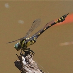 Ictinogomphus australis at Gibberagee, NSW - 30 Dec 2016 by AaronClausen