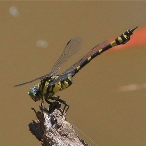 Ictinogomphus australis at Gibberagee, NSW - 30 Dec 2016