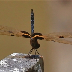 Rhyothemis phyllis at Gibberagee, NSW - 30 Dec 2016 by AaronClausen