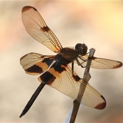 Rhyothemis phyllis at Gibberagee, NSW - 30 Dec 2016 by AaronClausen