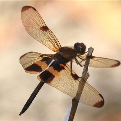 Rhyothemis phyllis at Gibberagee, NSW - 30 Dec 2016 by AaronClausen