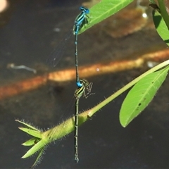 Austroagrion watsoni at Gibberagee, NSW - 30 Dec 2016 by AaronClausen